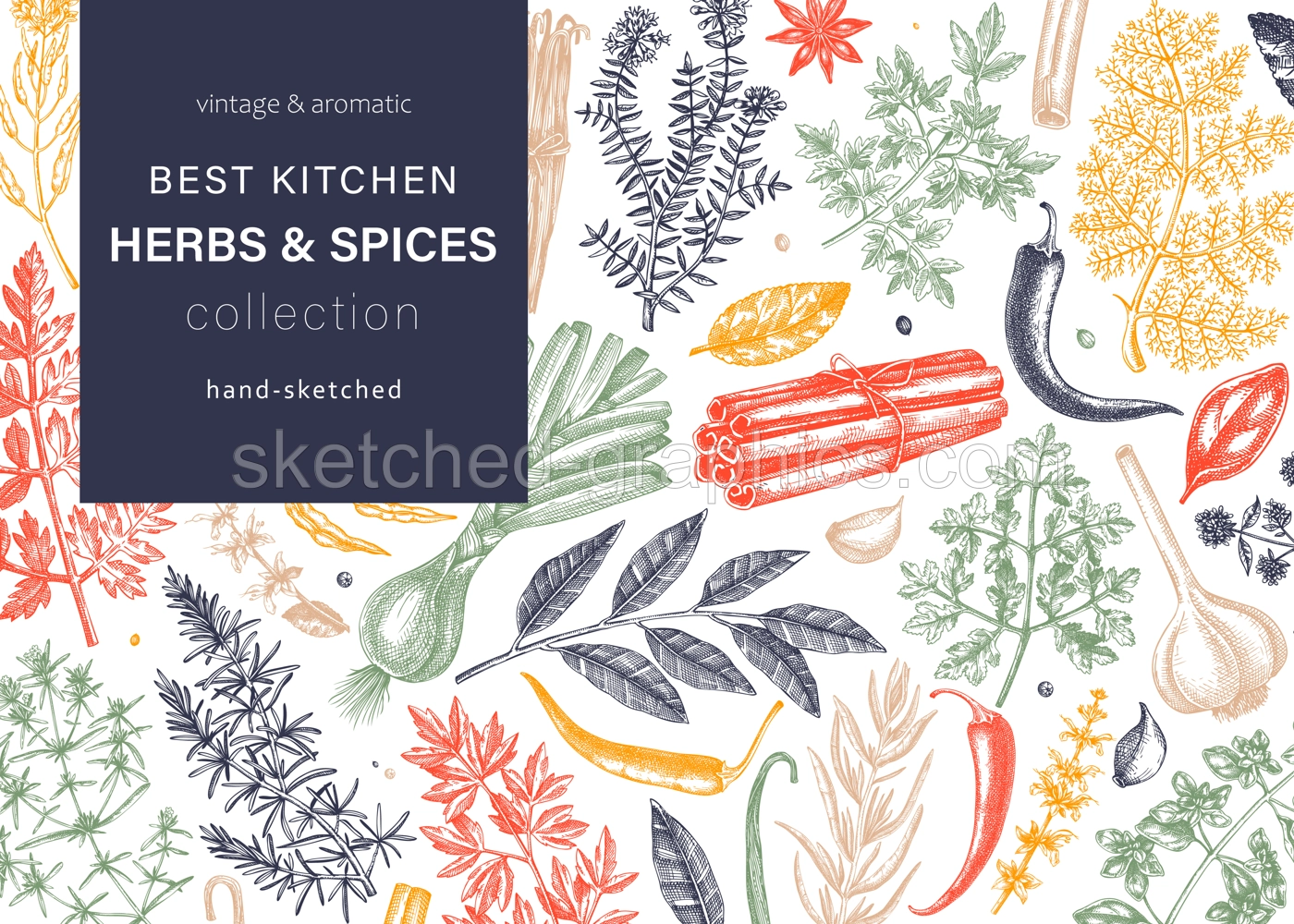 Hand-drawn herbs and spices vector background in color. Hand-sketched food illustration. Aromatic plants hand-drawing. Kitchen herbs and spice frame template in sketched style for menu or banners Illustration